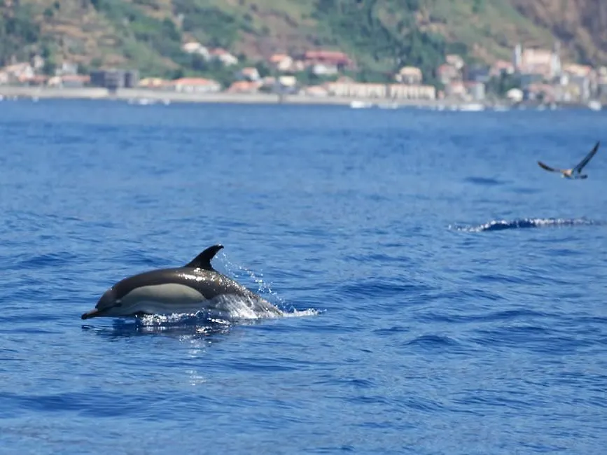 Villa Sunny House East Beach House Paul do Mar  Paul do Mar (Madeira)